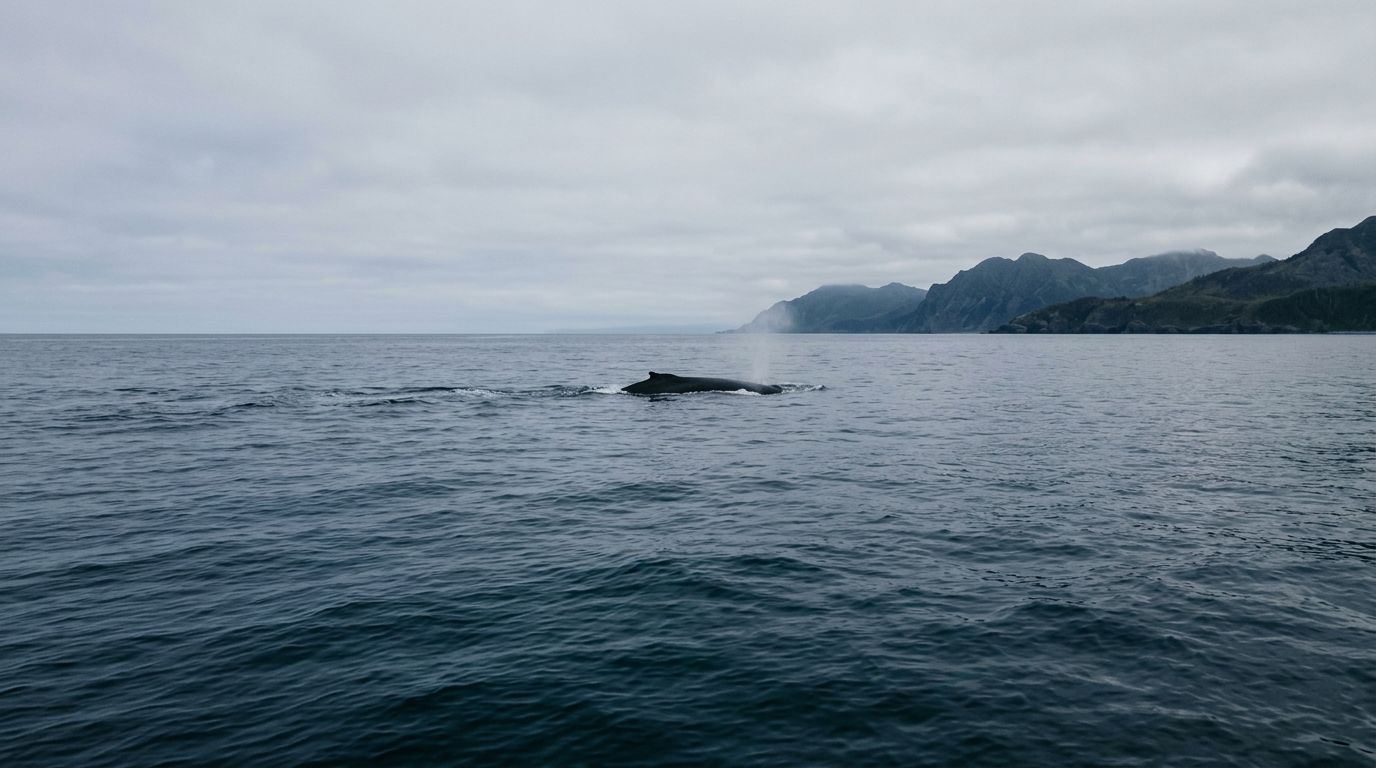 Whale song evolution: intricate sounds of humpback whales communicating